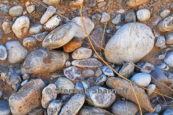 arroyo roots and rocks 1 graphic